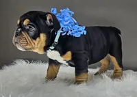 Izzy, a male English Bulldog for sale in Delta, OH – Photo 5 of 10