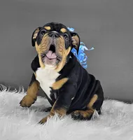 Izzy, a male English Bulldog for sale in Delta, OH – Photo 2 of 10