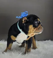 Izzy, a male English Bulldog for sale in Delta, OH – Photo 6 of 10