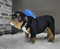 Izzy, a male English Bulldog for sale in Delta, OH – Photo 9 of 10