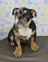 Tory , a female English Bulldog for sale in Delta, OH – Photo 3 of 5