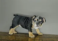 Tory , a female English Bulldog for sale in Delta, OH – Photo 10 of 10