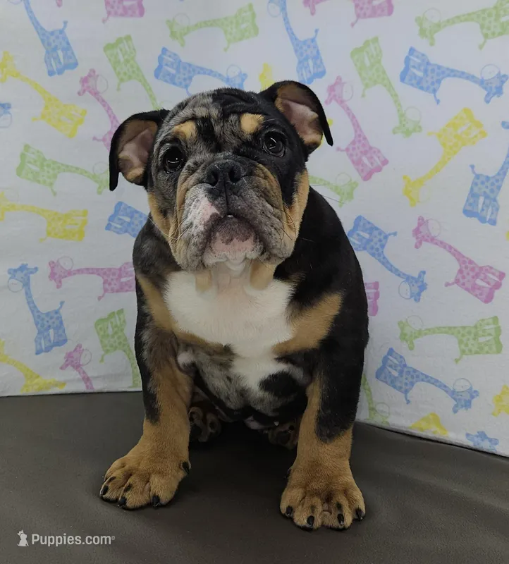 Tory  – English Bulldog puppy for sale in Delta, OH
