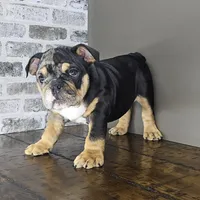Tory , a female English Bulldog for sale in Delta, OH – Photo 5 of 10