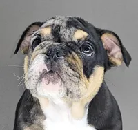Tory , a female English Bulldog for sale in Delta, OH – Photo 2 of 10
