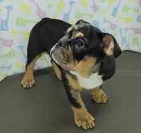 Tory , a female English Bulldog for sale in Delta, OH – Photo 5 of 5