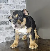 Tory , a female English Bulldog for sale in Delta, OH – Photo 8 of 10