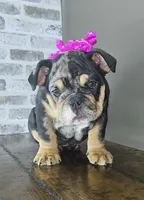 Tory , a female English Bulldog for sale in Delta, OH – Photo 6 of 10