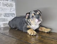 Tory , a female English Bulldog for sale in Delta, OH – Photo 7 of 10