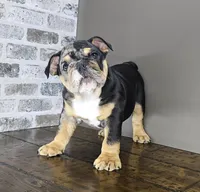 Tory , a female English Bulldog for sale in Delta, OH – Photo 4 of 10