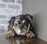 Tory , a female English Bulldog for sale in Delta, OH – Photo 1 of 10