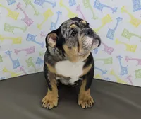 Tory , a female English Bulldog for sale in Delta, OH – Photo 2 of 5