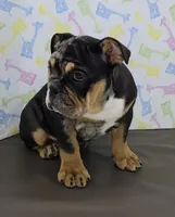 Tory , a female English Bulldog for sale in Delta, OH – Photo 4 of 5