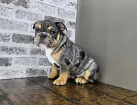 Jule, a female English Bulldog for sale in Delta, OH – Photo 10 of 10