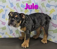 Jule, a female English Bulldog for sale in Delta, OH – Photo 3 of 4