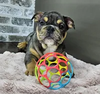 Jule, a female English Bulldog for sale in Delta, OH – Photo 6 of 10