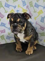 Jule, a female English Bulldog for sale in Delta, OH – Photo 2 of 4