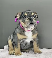 Jule, a female English Bulldog for sale in Delta, OH – Photo 2 of 10