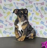 Jule, a female English Bulldog for sale in Delta, OH – Photo 4 of 4