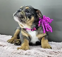 Jule, a female English Bulldog for sale in Delta, OH – Photo 9 of 10