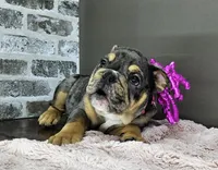 Jule, a female English Bulldog for sale in Delta, OH – Photo 1 of 10