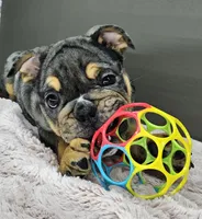 Jule, a female English Bulldog for sale in Delta, OH – Photo 5 of 10