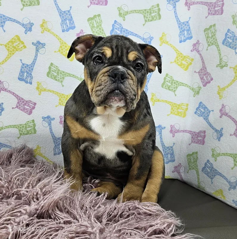 Jule – English Bulldog puppy for sale in Delta, OH