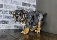 Jule, a female English Bulldog for sale in Delta, OH – Photo 7 of 10