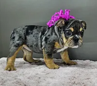 Jule, a female English Bulldog for sale in Delta, OH – Photo 8 of 10