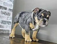 Jule, a female English Bulldog for sale in Delta, OH – Photo 4 of 10