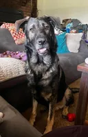 Harvey , a male German Shepherd Dog for sale in Delta, OH – Photo 2 of 3