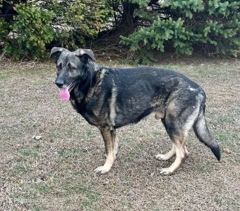 Harvey  – German Shepherd Dog puppy for sale in Delta, OH