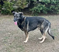 Harvey , a male German Shepherd Dog for sale in Delta, OH – Photo 1 of 3