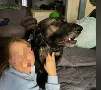 Harvey , a male German Shepherd Dog for sale in Delta, OH – Photo 3 of 3