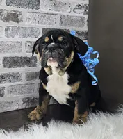 Isaac , a male English Bulldog for sale in Delta, OH – Photo 4 of 10