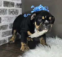 Isaac , a male English Bulldog for sale in Delta, OH – Photo 3 of 10