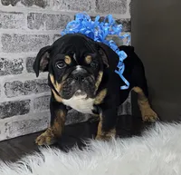 Isaac , a male English Bulldog for sale in Delta, OH – Photo 8 of 10