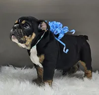 Isaac , a male English Bulldog for sale in Delta, OH – Photo 7 of 10