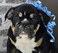 Isaac , a male English Bulldog for sale in Delta, OH – Photo 1 of 10