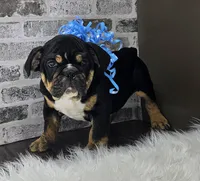 Isaac , a male English Bulldog for sale in Delta, OH – Photo 6 of 10