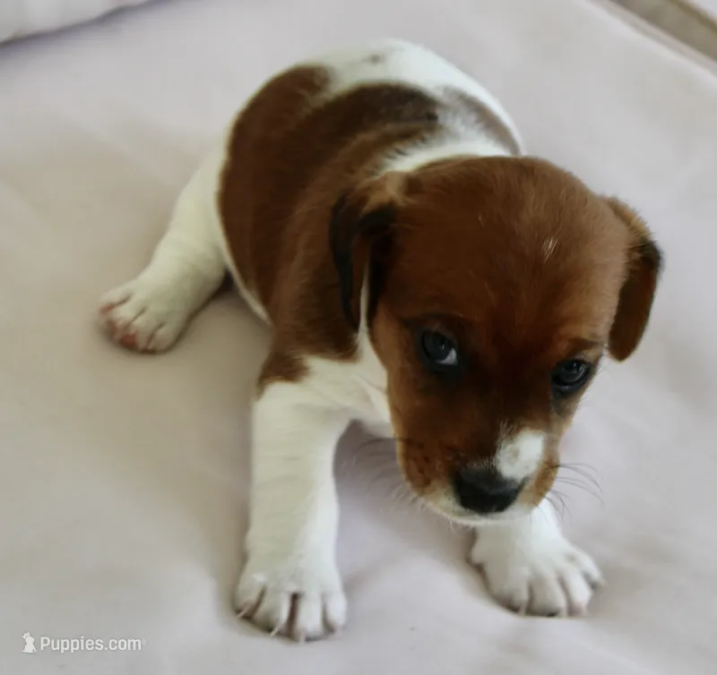Sir Francis – Jack Russell Terrier puppy for sale in Farmington, MO