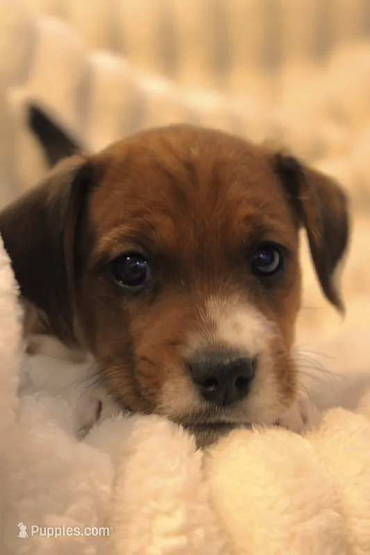 Sir Francis – Jack Russell Terrier puppy for sale in Farmington, MO