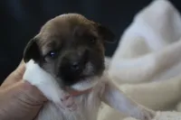 Bonnie, a female Jack Russell Terrier for sale in Farmington, MO – 2 of 5