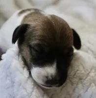 Lucy, a female Jack Russell Terrier for sale in Farmington, MO – 2 of 4