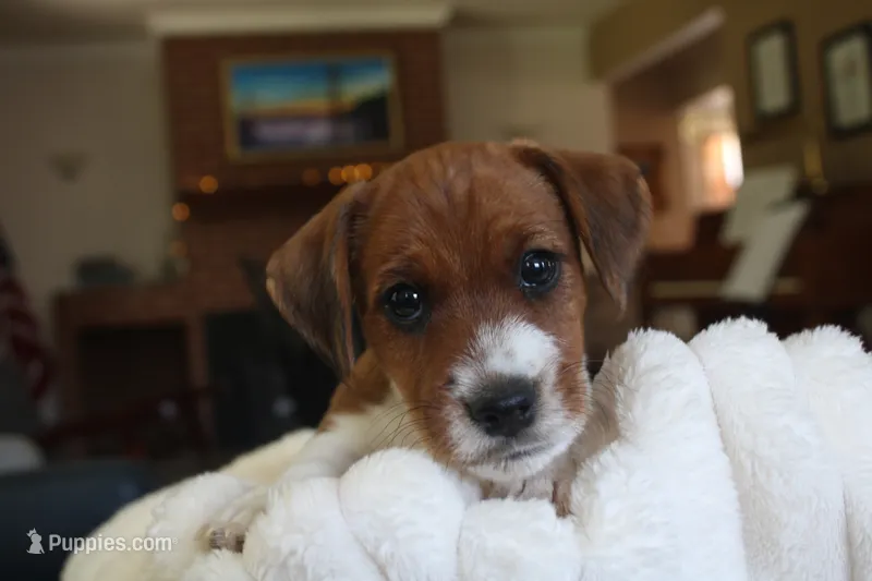 Sir Francis – Jack Russell Terrier puppy for sale in Farmington, MO