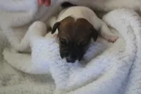 Clyde, a male Jack Russell Terrier for sale in Farmington, MO – 4 of 5