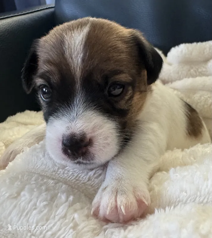 Otto – Jack Russell Terrier puppy for sale in Farmington, MO