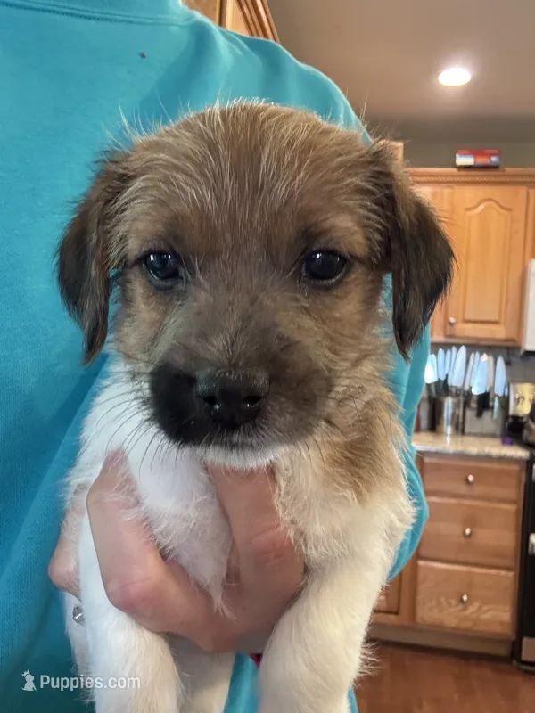 Lenore – Jack Russell Terrier puppy for sale in Farmington, MO