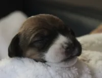 Lucy, a female Jack Russell Terrier for sale in Farmington, MO – 3 of 4