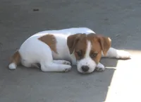 Princess Baya , a female Jack Russell Terrier for sale in Farmington, MO – 6 of 8